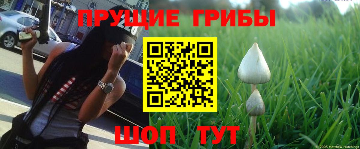 Галлюциногенные грибы Cubensis Кудрово